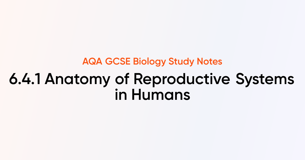 Anatomy of Reproductive Systems in Humans (6.4.1) | AQA GCSE Biology ...